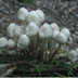 Mycena inclinata 'The Clustered Bonnett'